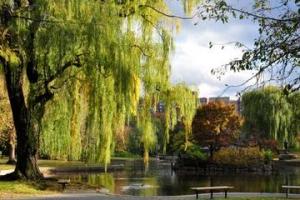 Boston Public Garden
