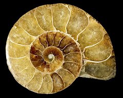 goniatite-fossil-pasieka