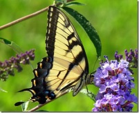 best swallowtail pic
