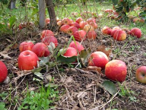 fallen apples