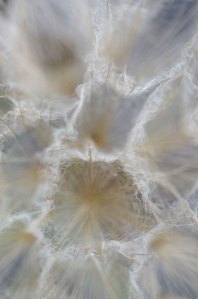 Weaving Light 13 (c) 2012 by Karen McRae
