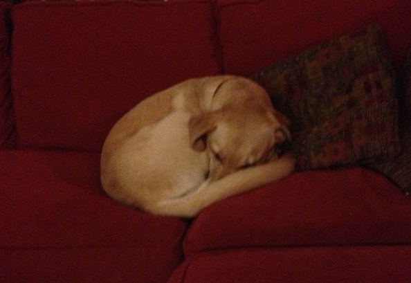 Katy, my donut dog, deep in sleep.