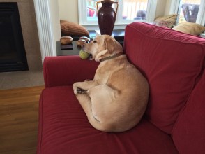 Even old tennis balls need a nap.