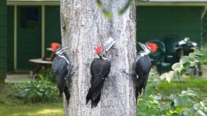 Picture by Beth Brandkamp
