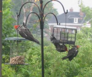 pileated 5