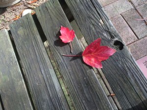Red Leaves