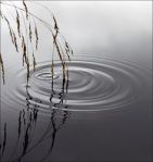 tranquil water