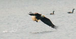 800px-bald_eagle_fish