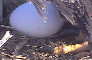 close up of egg