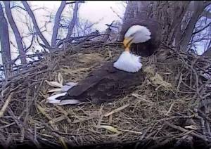 eagles together