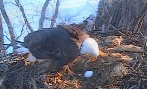 eggshell2