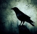 The Crow by Oana Stoian, (c) 2010