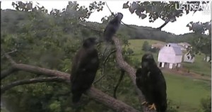 out of the nest