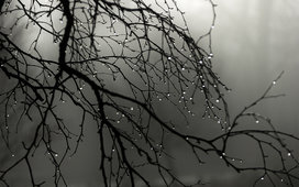 167929__the-rain-drops-the-branch_t