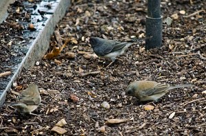 Juncos, photo by Brian Cunningham