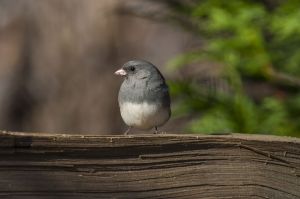 Junco, photo by Kathy Adams Clark