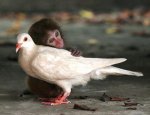 dove and monkey