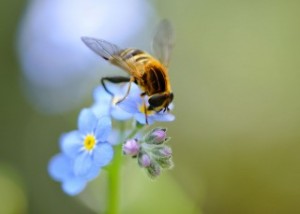 Forget-Me-Not, photograph by Flowers HD.com