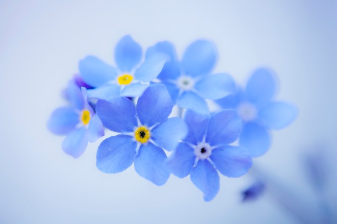 Forget-Me-Not by SarahharaS1 (c)2013