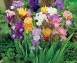 Irises