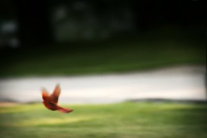 Photograph (c) Kristin Sanderson