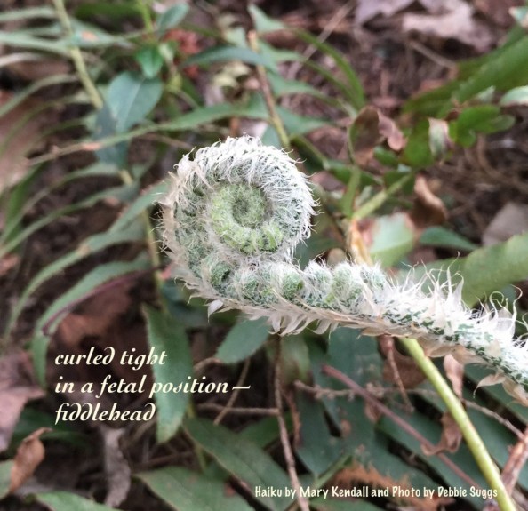 haiga fiddlehead