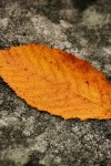 Autumn-leaf-on-a-rock-960x640