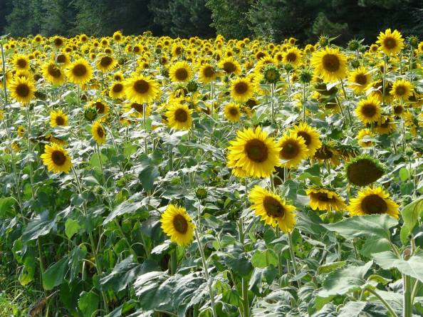 Photo by Gary Brichford, (c) 2015