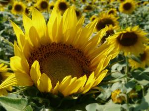 Photo by Gary Birchford