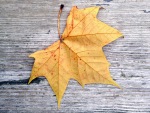 Gold Autumn Leaf