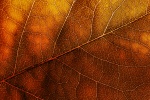 leaves_texture4982