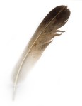 bird-feather-13486506267nW