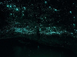 glowworms 1