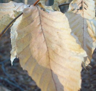 Beech Leaves by Walter Reeve