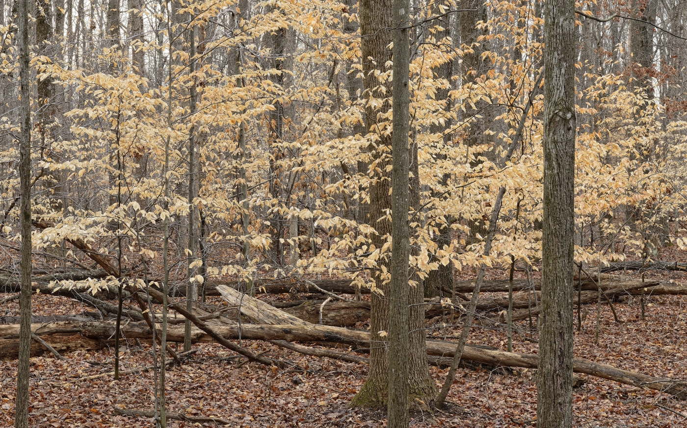 photo by jim clark, American Beech Trees