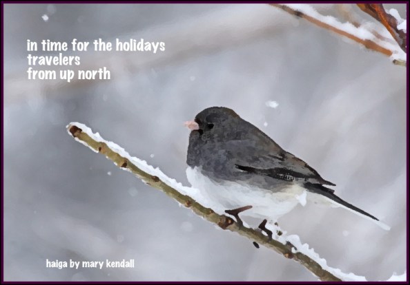 Kendall Holiday Junco 1