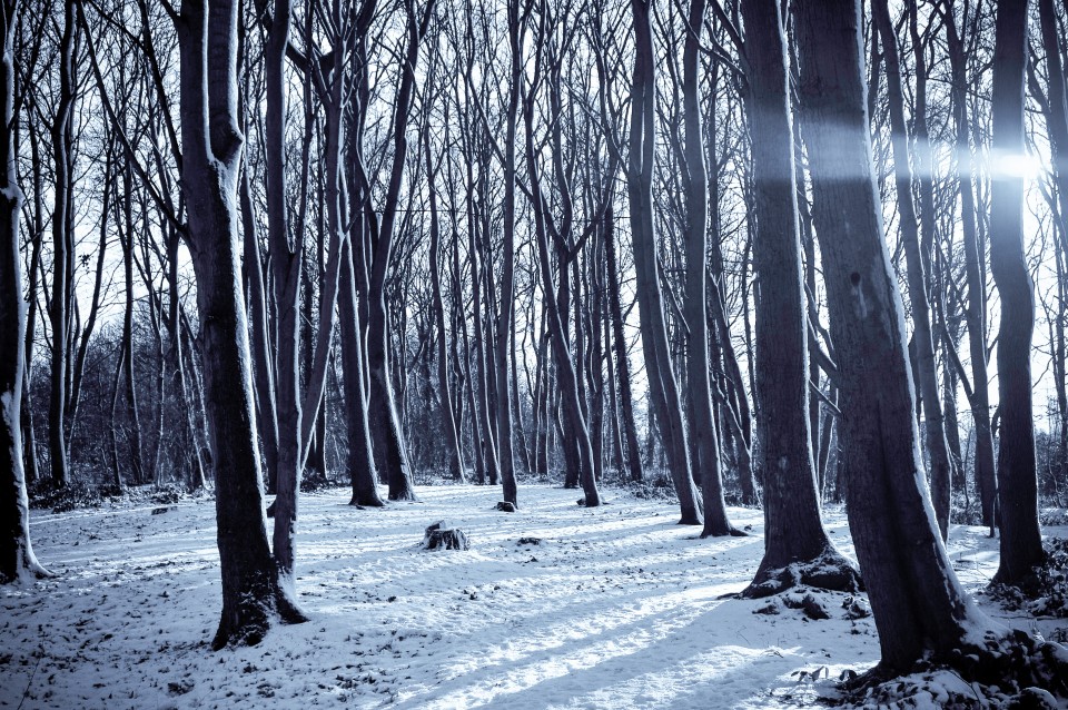 snow forest 1