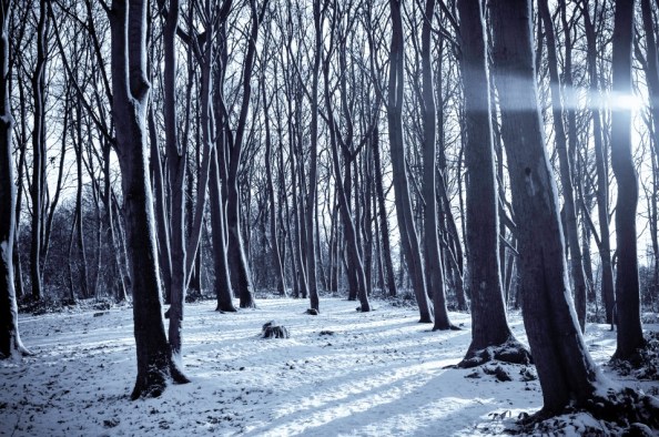 snow forest 1