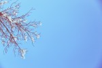 snow on branch blue sky