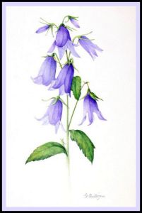 1-campanula painting