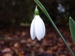 flower_spring_snowdrop