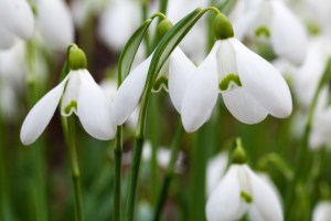 snow-drops-public-domain-picture