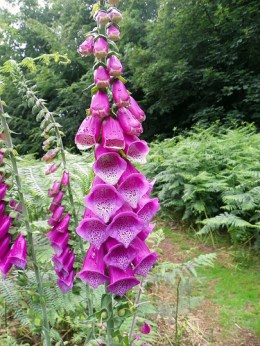 foxglove