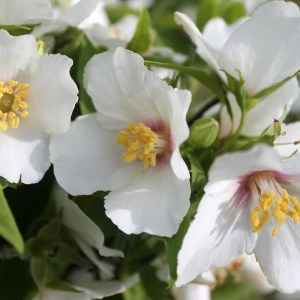 philadelphus-belle-etoile-p108-3254_image