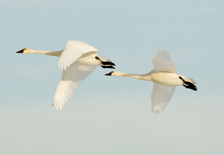 gerald plowman photo