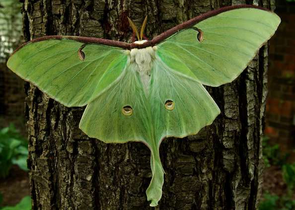 luna moth