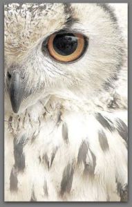 owl close up