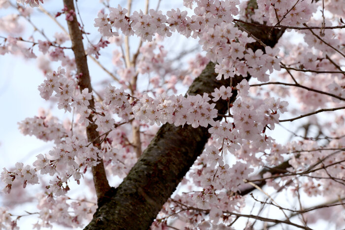 Sakura flower or cherry blossoms in Japan.