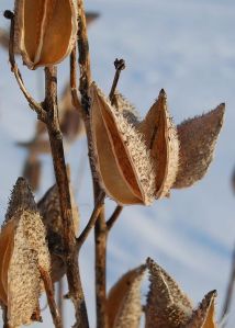 Lucie Veilleux aka 3dots