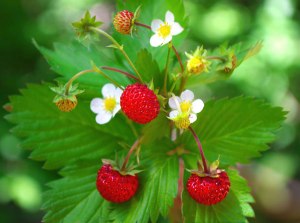 wild strawberries